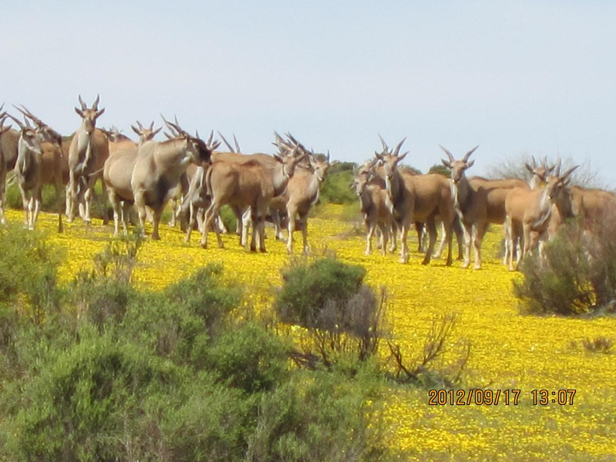 Traveller'S Rest Villa Clanwilliam Bagian luar foto